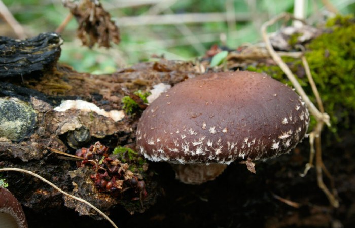 Shiitake mushrooms for the long game